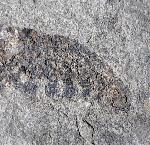 Pennaeus sp. FABRICIUS 1798 - Bild © FossNet FossilienStore